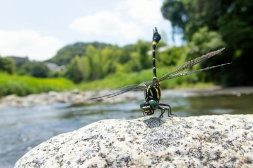 Réf. 209 327 : Melligomphus viridicostus