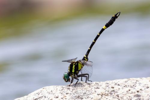 Melligomphus viridicostus