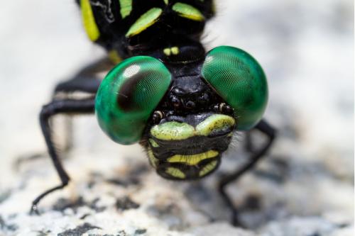 Réf. 209 326 : Melligomphus viridicostus