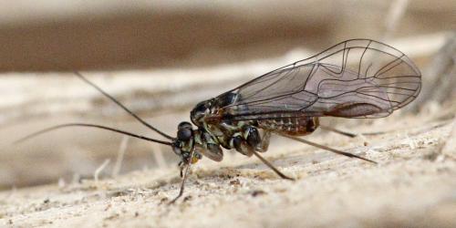 Mesopsocus unipunctatus