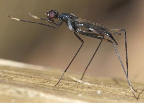 Rainieria calceata