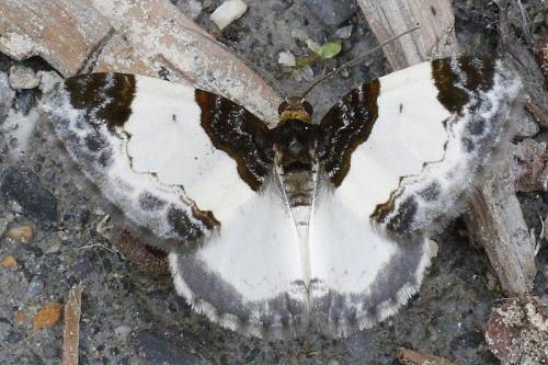 Réf. 209 633 : Mesoleuca albicillata