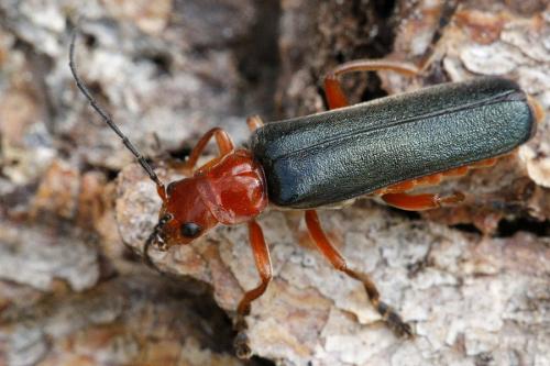 Réf. 209 852 : Ancistronycha violacea