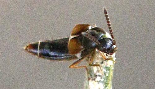 Réf. 209 209 : Aleocharinae inconnu
