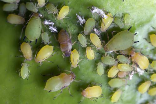 Aphis spiraecola