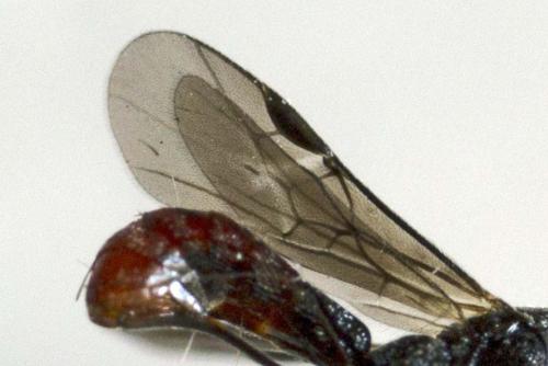 Réf. 209 815 : Orgilus sp.