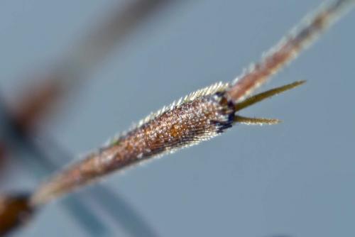 Réf. 209 847 : Orgilus sp.