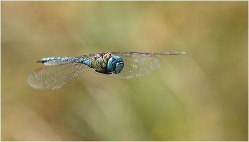 Aeshna affinis