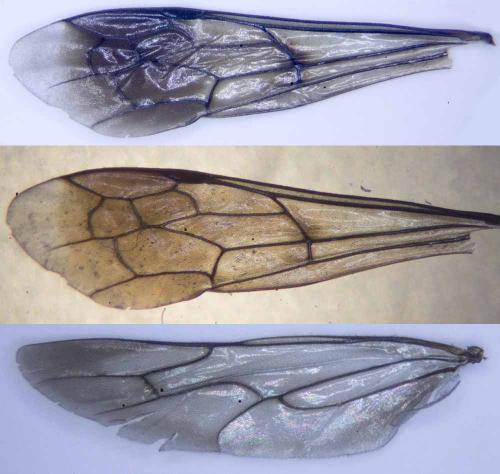 Réf. 209 015 : Agenioideus apicalis