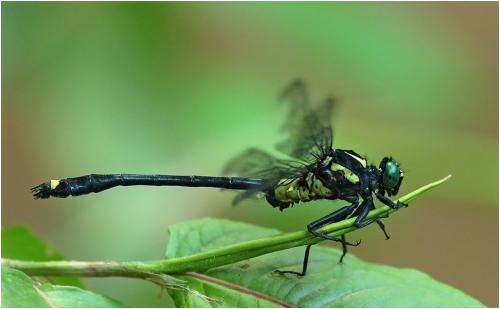 Asiagomphus acco