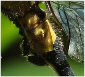 Asiagomphus acco
