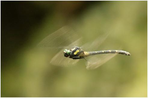 Asiagomphus acco