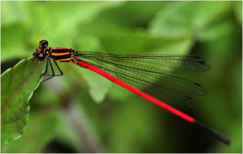 Calicnemia erythromelas