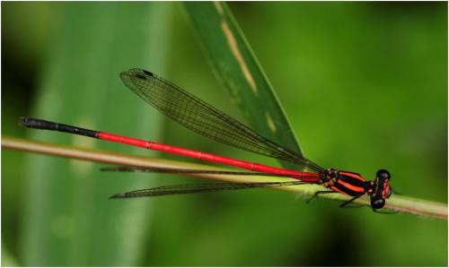 Calicnemia erythromelas