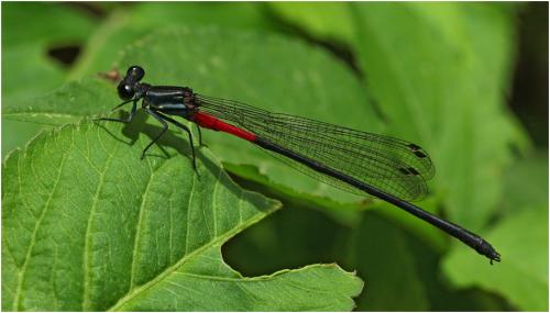 Calicnemia haksik