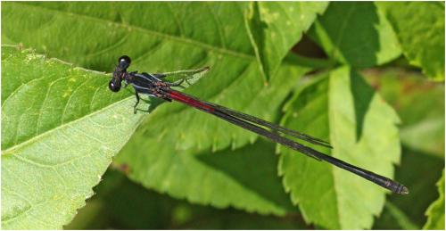Calicnemia haksik