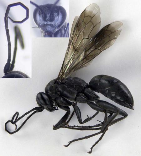 Réf. 209 013 : Agenioideus apicalis