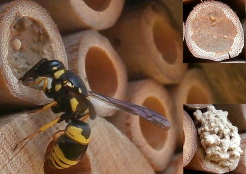 Euodynerus posticus