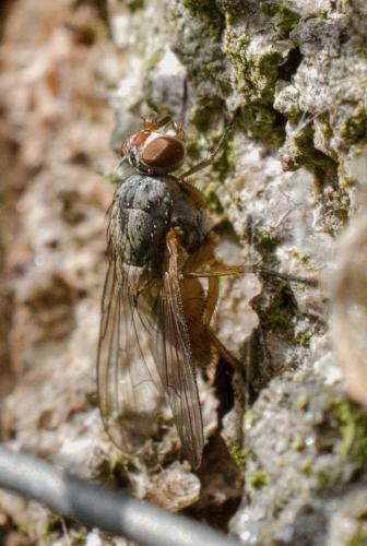 Réf. 209 160 : Pegomya sp.