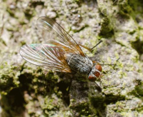 Réf. 209 159 : Pegomya sp.