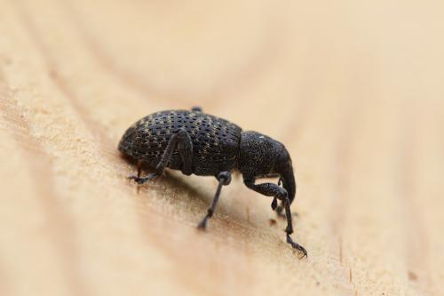 Réf. 209 740 : Hylobius excavatus