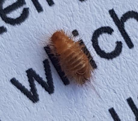 Anthrenus sp.