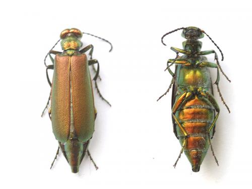 Réf. 209 243 : Lytta vesicatoria