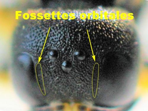 Lestica clypeata