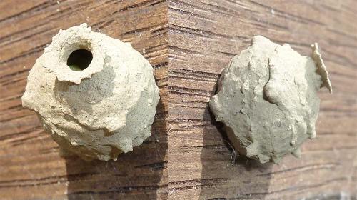 Eumenes sp.