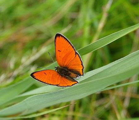 Lycaena dispar