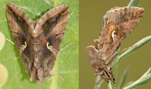 Réf. 209 099 : Autographa gamma