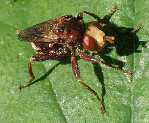 Sicus ferrugineus