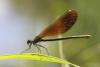 209456 – Photo : Maamar SELLAM – France (28)
