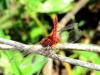209258 – Photo : Didier Levasseur – Thaïlande
