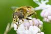 209764 – Photo : Didier Houbrechts – Belgique