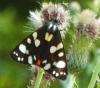 209313 – Photo : Régine Viguier – France (12)