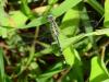 209968 – Photo : Didier Levasseur – Thaïlande