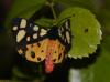 209966 – Photo : Christian Berquer – France (50)