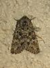 209401 – Photo : The Ghost Nightjar – France (56)