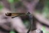 209938 – Photo : D. Martinez – Philippines