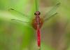 209093 – Photo : Anonyme – Suriname