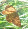 209900 – Photo : ORCHALLAN – France (44)
