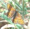 209739 – Photo : ORCHALLAN – France (44)