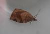 209834 – Photo : Dominique THAUVIN – France (45)