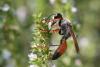 209828 – Photo : Marc Solari – France (68)