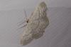 Idaea subsericeata