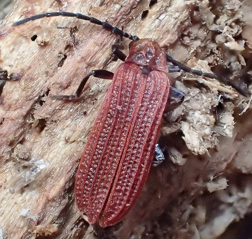 Jean-Jaques - Benibotarus (Sibetarus) taygetanus - réf. 209451 (816 x 775 pixels, 161 ko)
