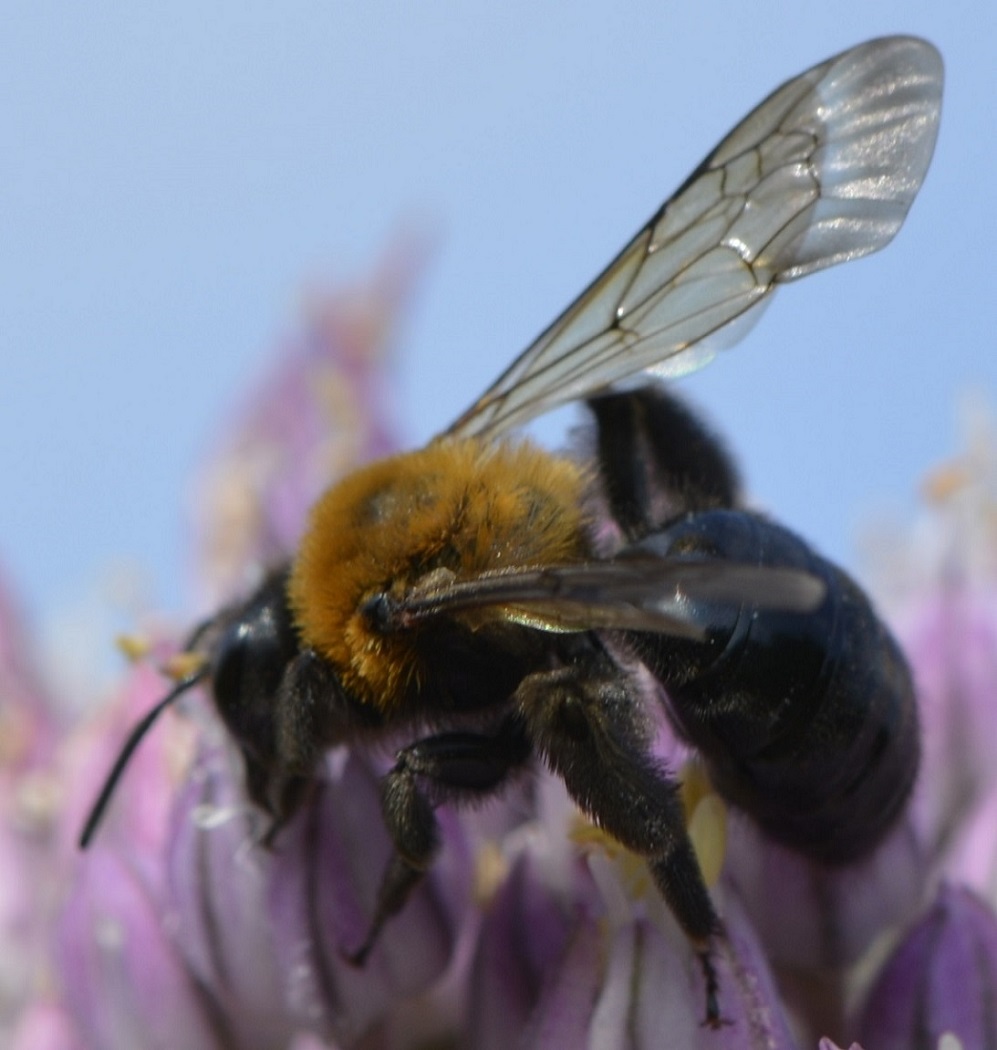 Christian Berquer - Andrena (Melandrena) thoracica - réf. 209591 (997 x 1050 pixels, 215 ko)