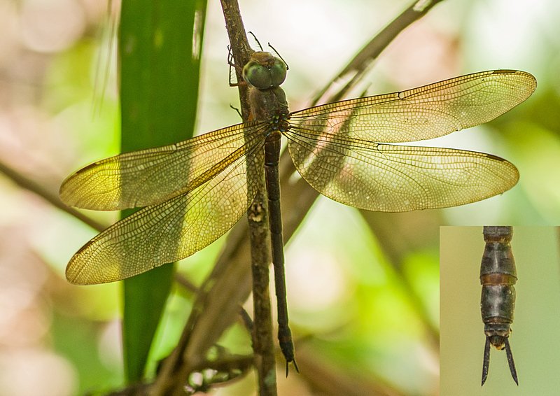 Anonyme - Gynacantha sp. - réf. 209530 (800 x 566 pixels, 89 ko)