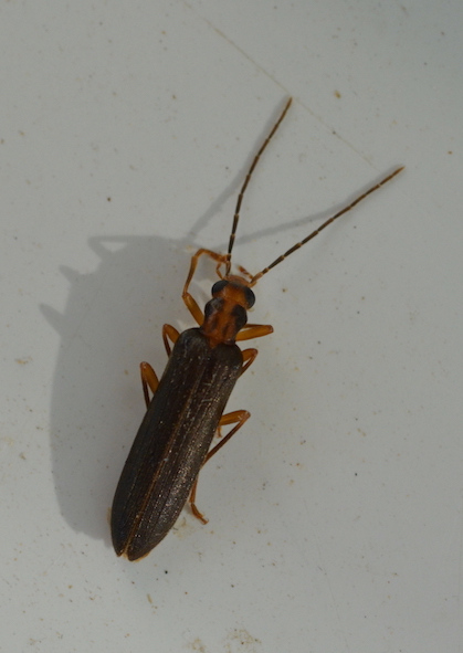Pierre Lafontaine - Nacerdes (Xanthochroa) carniolica - réf. 209094 (419 x 591 pixels, 134 ko)
